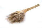 Triticum Black Wisps droogbloemen per bundel, Nieuw