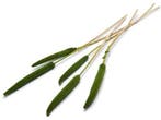 Babala Groen 10pc 65-70 Bundel droogbloemen vaste pluimen