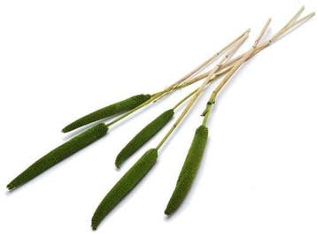 Babala Groen 10pc 65-70 Bundel droogbloemen vaste pluimen