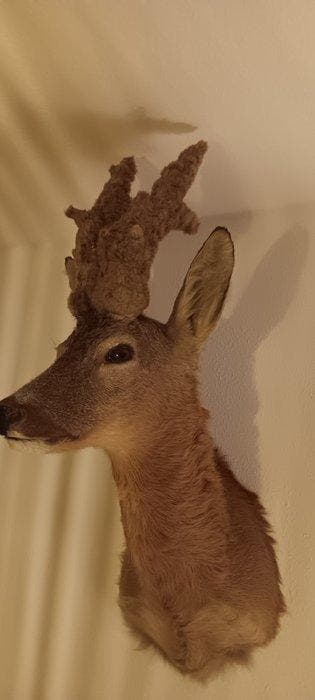 Bock à perruque Chevreuil Chevreuil mâle Nouvelle