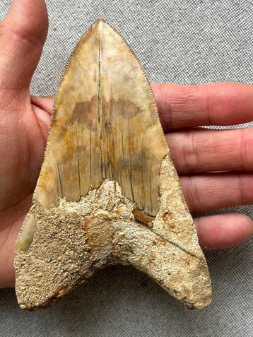 Groot Megalodon-tand, 13,0 cm - Fossiele tand - Carcharocles