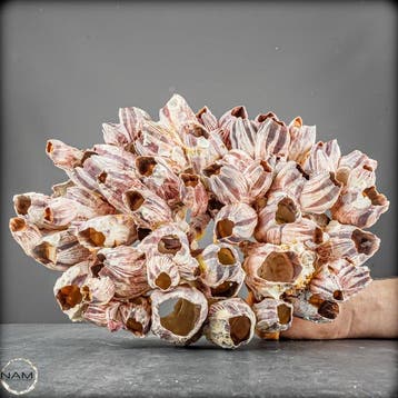 Prachtige grote roodachtig roze barnakel. Cluster Thoracica-, Collections