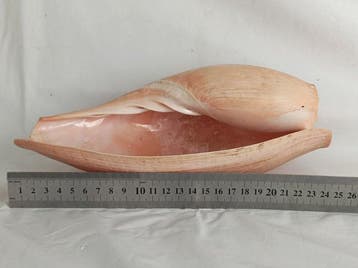 Gastropode Zeeschelp - Cymbium cymbium (Zonder minimumprijs)