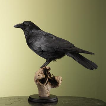 Zwarte Kraai Taxidermie Opgezette Dieren By Max, Ophalen of Verzenden, Nieuw, Vogel, Opgezet dier