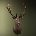 Edelhert Taxidermie Opgezette Dieren By Max, Verzamelen, Ophalen of Verzenden, Nieuw, Wild dier, Opgezet dier