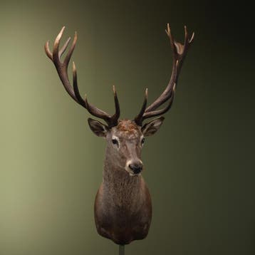 Edelhert Taxidermie Opgezette Dieren By Max, Ophalen of Verzenden, Opgezet dier