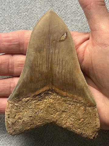 Megalodon tand 11,5 cm - Fossiele tand - Carcharocles