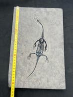 Zeereptiel - Gefossiliseerd dier - Keichousaurus-réplique -