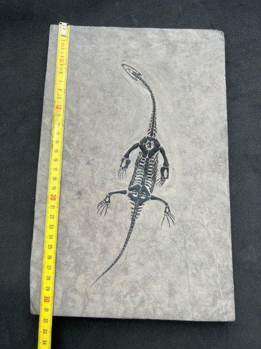 Zeereptiel - Gefossiliseerd dier - Keichousaurus-réplique -, Verzamelen, Mineralen en Fossielen
