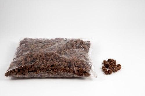 Casuarina Denneappeltjes Naturel ca. 750 gram, Hobby & Loisirs créatifs, Bricolage