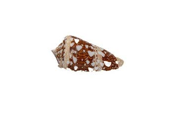 Exquisiet verzamelobject: Conus ammiralis (Admiralskegel) in