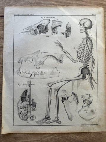 Lorenz Oken (XIX) - 6 grote Anatomische gravures