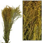 Solidago Grof droogbloemen Natural, Nieuw