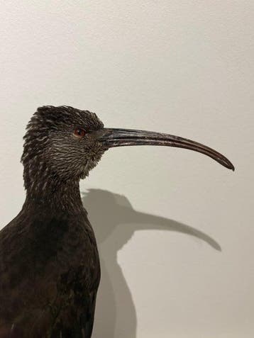 Ibis Taxidermie volledige montage - Plegadis ridgwayi - with, Verzamelen, Dierenverzamelingen, Nieuw