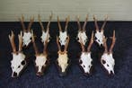 Roebuck Schedel - Capreolus capreolus - 0 cm - 0 cm - 0 cm-