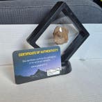 Al Haggounia 001 meteoriet - Chrondiet meteoriet - Op, Verzamelen, Mineralen en Fossielen