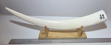 Walrus Tand - Odobenus rosmarus - with proof of legal origin, Nieuw