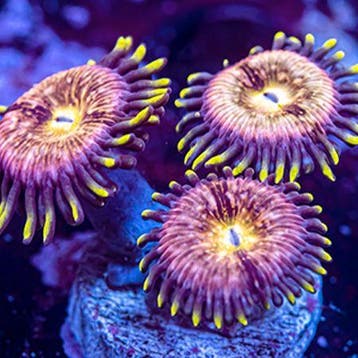 Zoanthus Nirvana Frag (2-3 polypen)