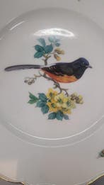 Meissen - Assiette à dîner - Porcelaine