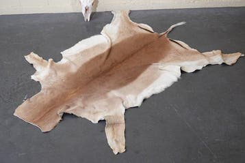 African Impala Skin Balg - Aepyceros melampus - 110 cm - 1