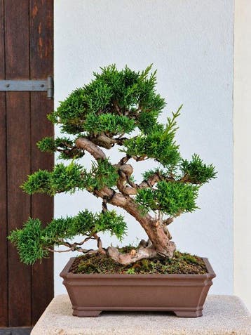 Jeneverbes bonsai (Juniperus) - Hoogte (boom): 40 cm -