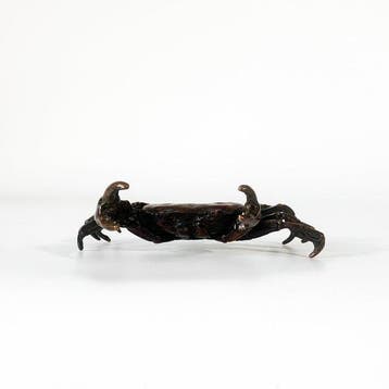 Bronze Crab Okimono - sculptuur Brons - Japan (Zonder