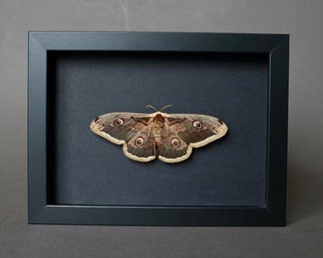 Mot Taxidermie volledige montage - Saturnia pyri - 18 cm -