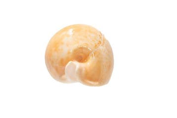 Aprikosen-Kaurischnecke  TOP-stuk  verzamelaarsslak  GEM, Nieuw