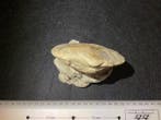 Coquillage fossilisé - Natural Fossil Bivalve Shell in, Collections