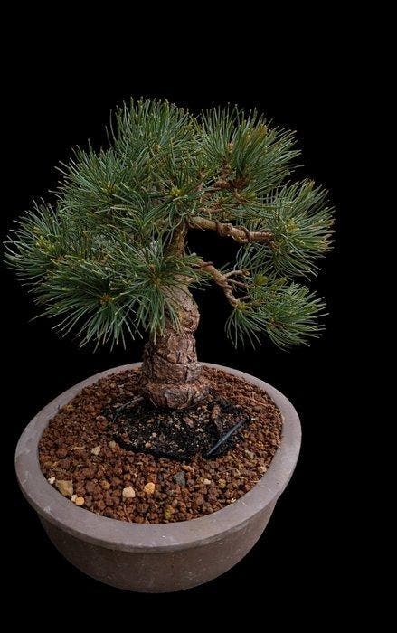 Den bonsai (Pinus) - Hoogte (boom): 23 cm - Diepte (boom):, Antiquités & Art, Curiosités & Brocante