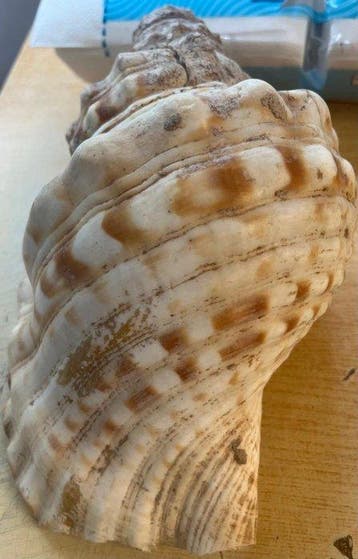 Conque Coquillage marin - Charonia (Sans prix de réserve)