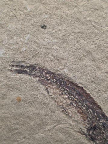 Premium fossielvis - Lycoptera muroii - Gefossiliseerd dier