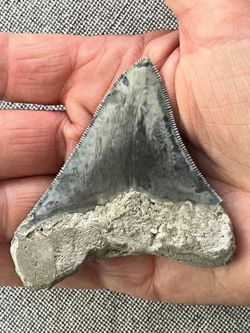 Megalodon-tand 7,9 cm - Fossiele tand - Carcharocles, Collections
