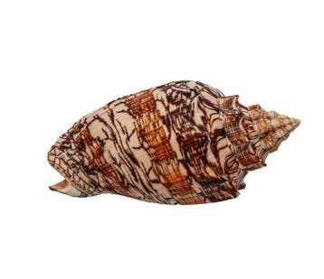Coquille spiralée exclusive pour collectionneurs : Voluta, Nieuw