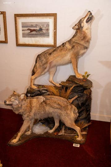 Museale taxidermie-diorama van twee Steppewolven..., Verzamelen, Nieuw