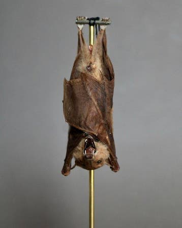 Vleermuis Taxidermie volledige montage - Macroglossus