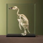 Magelhaenpinguïn Skelet Taxidermie Opgezette Dieren By Max, Ophalen of Verzenden, Opgezet dier