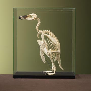 Magelhaenpinguïn Skelet Taxidermie Opgezette Dieren By Max, Verzamelen, Ophalen of Verzenden, Nieuw, Vogel, Opgezet dier