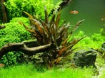 Cryptocoryne wendtii kompakt in vitro, Dieren en Toebehoren, Verzenden, Nieuw