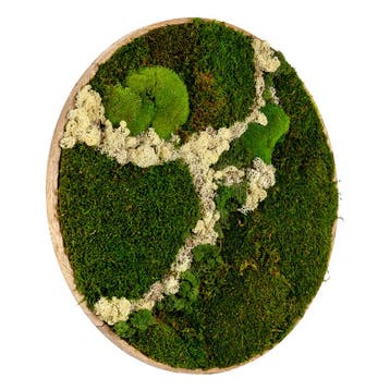 Mosschilderij Rond 120 cm Ongelakt Eiken - Svendborg Latte, Verzenden, Nieuw