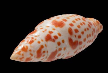 prachtige bisschopsmitra - Sammlerschnecke  Skelet - Mitra