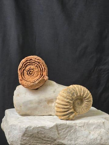 Animal fossilisé - Handcrafted Stromatolite and Ammonite