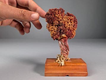 Éponge naturelle Squelette - Porifera sp. - 10 cm - 3.5 cm -