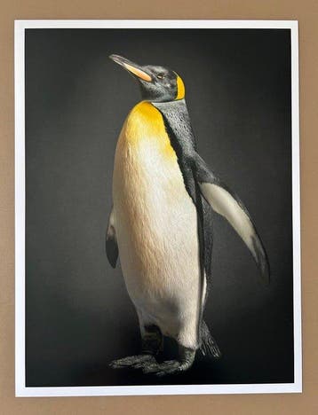 Ralph Hargarten - Penguin