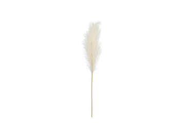Droogbloemen Pampas 1,1m, Verzenden, Nieuw
