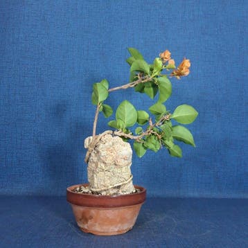 Kahle Drillingsbloem-Bonsai (Bougainvillea) - Hoogte (boom):