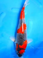 HQ Toshiki van Ozumi Ikarashi 37cm (Japanse Koi), Ophalen of Verzenden, Nieuw