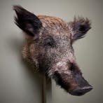 Wild Zwijn Klein Taxidermie Opgezette Dieren By Max, Ophalen of Verzenden, Opgezet dier