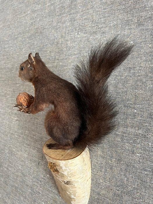 Red Squirrel - Taxidermie volledige montage - Sciurus, Verzamelen, Dierenverzamelingen