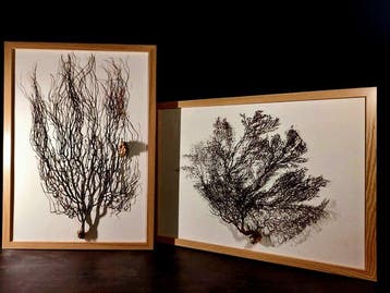 twee exemplaren van gorgoniën ingelijst Taxidermie volledige, Verzamelen, Dierenverzamelingen, Nieuw